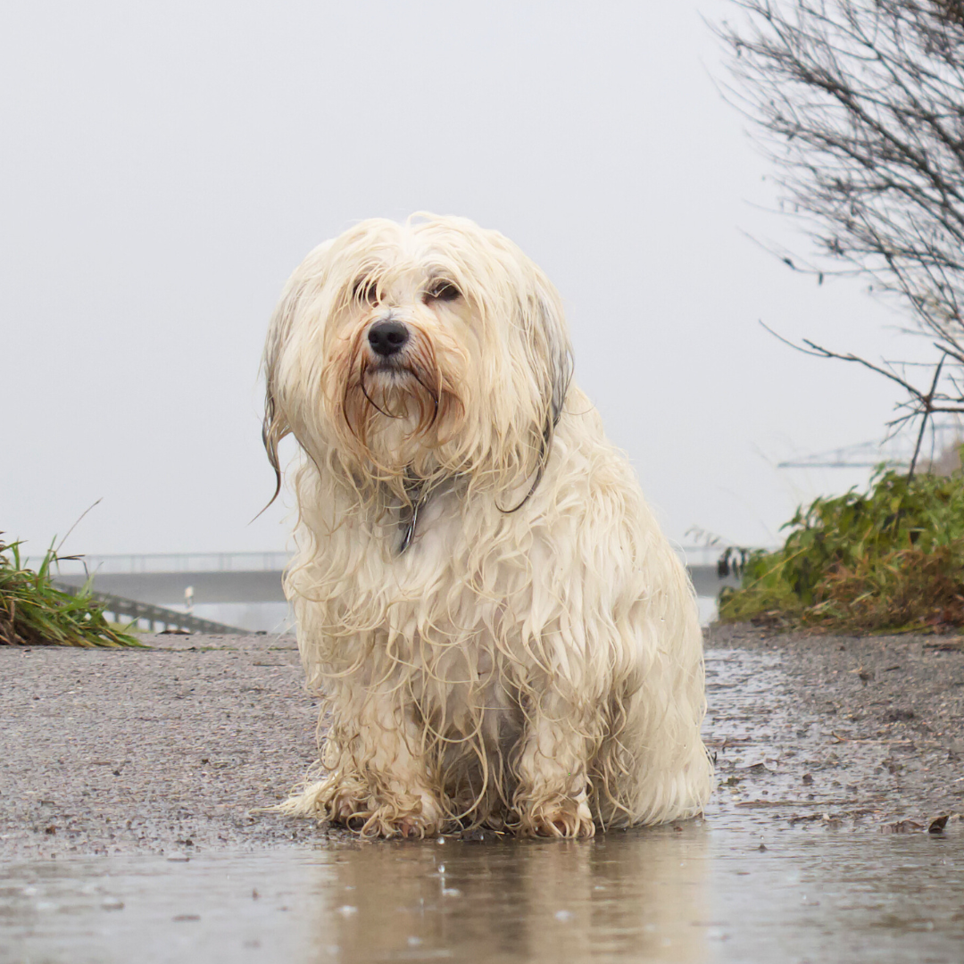 wet dog in rain