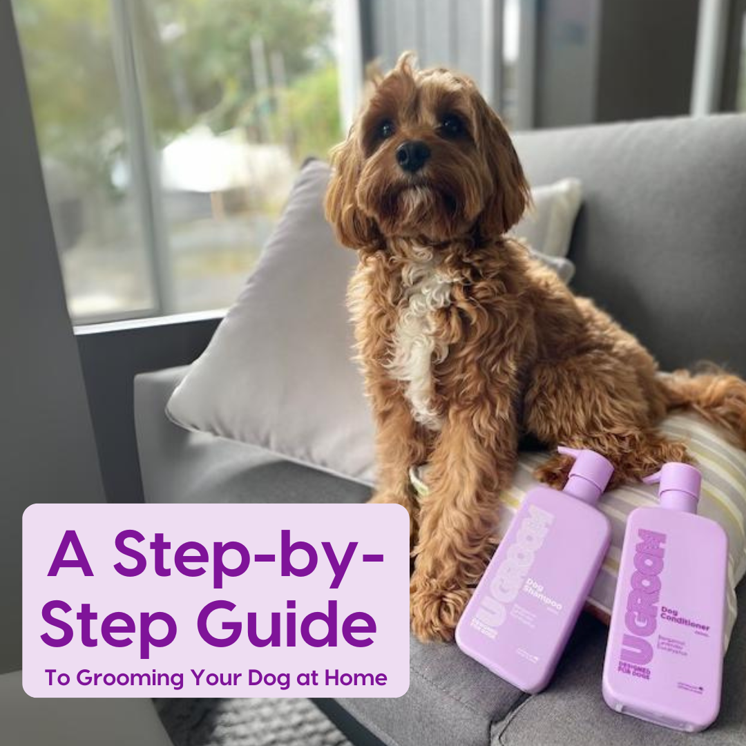 A Step-by-Step Guide to Grooming Your Dog at Home