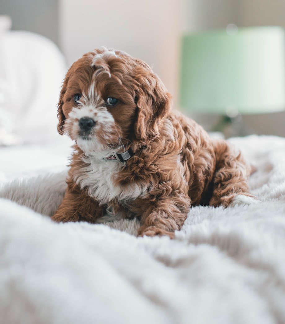 "Pawsitively Pampered Pups: The Importance of Early Dog Grooming for a Lifetime of Happiness" - U GROOM