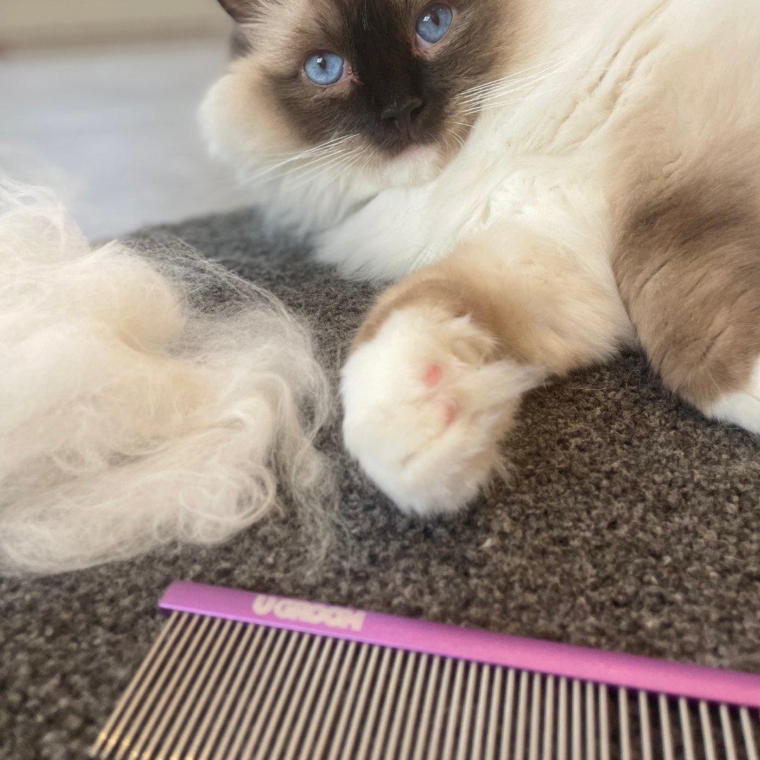 u groom pet comb and ragdoll cat